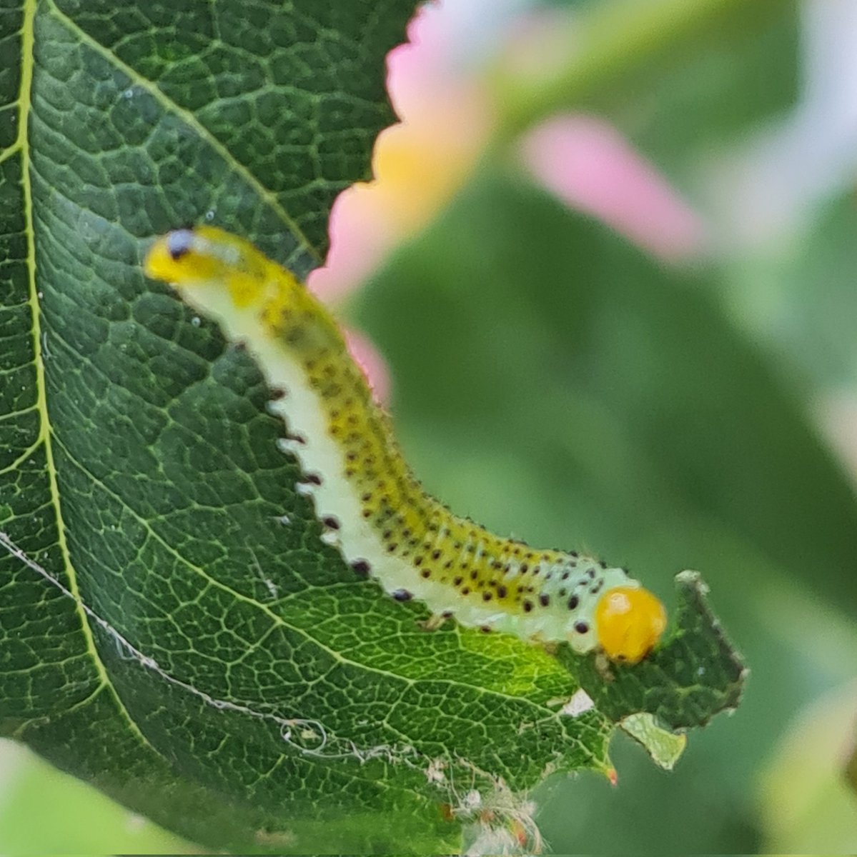 A friend walked round my garden and told me to spray all my plants because they are being eaten. Nooo  way I said, because a garden without insects is a garden without an #ecosystem 🐛🦋🐝🪲🐞  <a href="/TheMontyDon/">Monty Don</a> <a href="/GWandShows/">BBC Gardeners World</a>