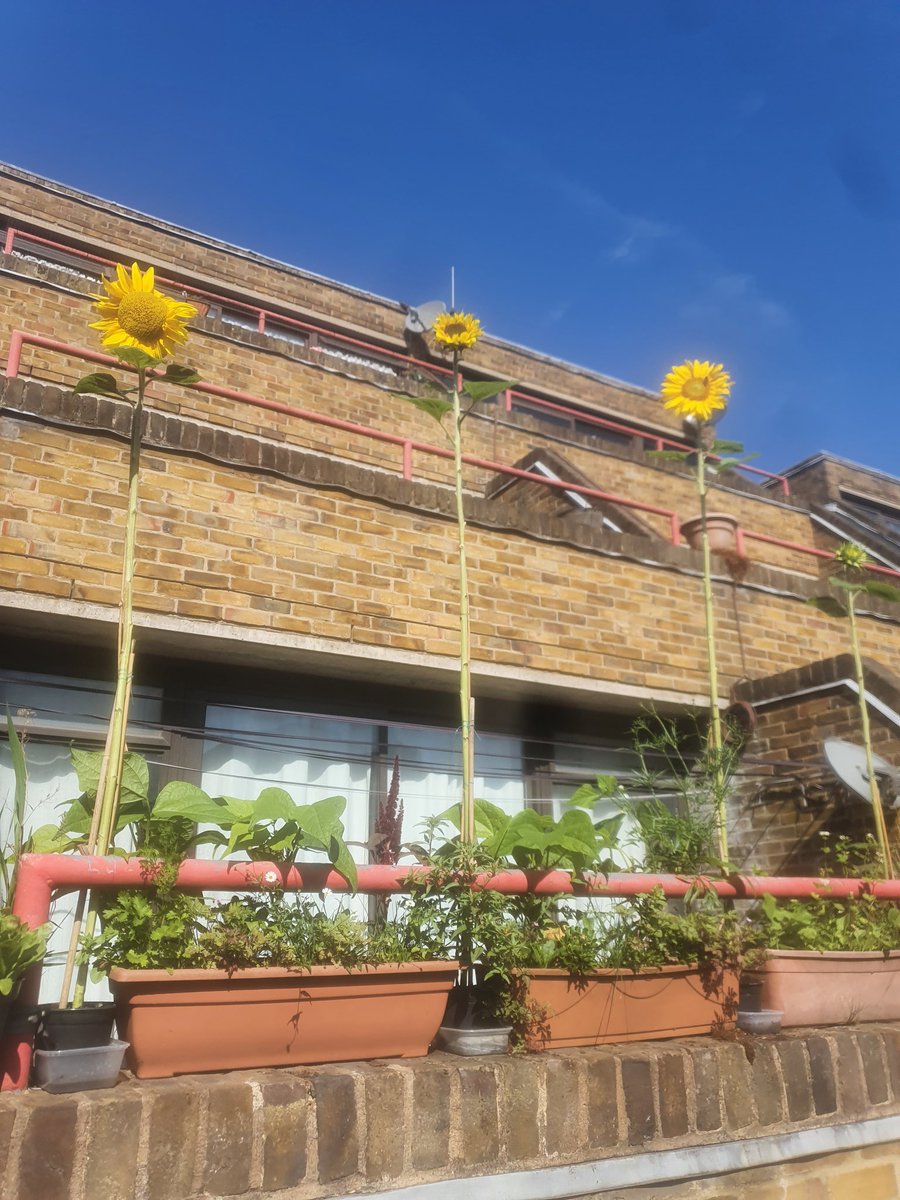CHASEJLONDON's tweet photo. INTO WEEK 12 OF @TogetherukTV Sunflower Challenge π» DON'T THEY JUST LOOK GREAT ππΎ π
#TogetherTV #SunflowerChallenge #sunflowers #SunflowerChallenge2022 https://t.co/Ar6RQNTFo2