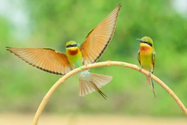 stemgeek_'s tweet image. &quot;Birds can further be classified as either primary, secondary, or tertiary consumers depending on what (or who) they usually eat to survive.&quot;

How true is all this? Well, there is only one way to find out…

#birdecosystem #birdspecies #birdclassification

stemgeek.com/is-a-bird-a-co…