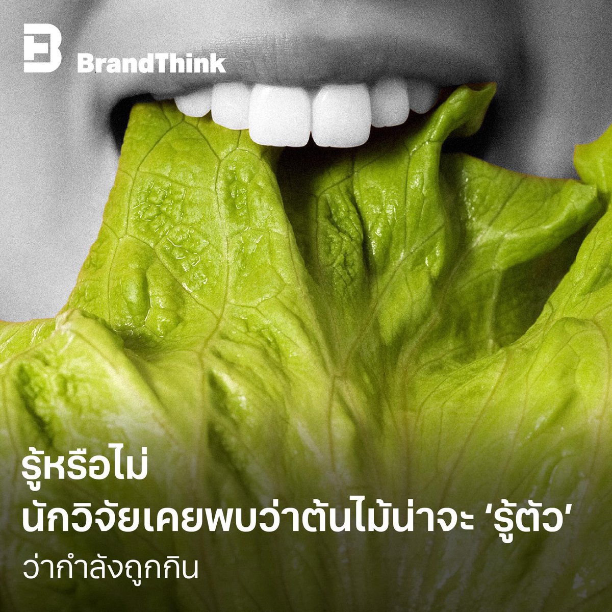 genremixxpop's tweet photo. วีแกนตาย วีแกนเผา https://t.co/BbLNfR5zAo
