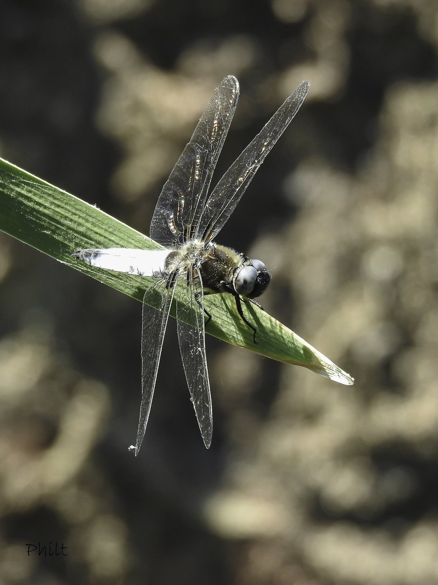 Libellule fauve ♂️ (Libellula fulva)

#libellule #dragonfly #insect #insecte #macro #macrophotography #nikonfr #nikonp900 #soul_made_macro #ig_macro_clicks #joyful_macro #macro_freaks #macro_ir #universal_macro #insectmacro