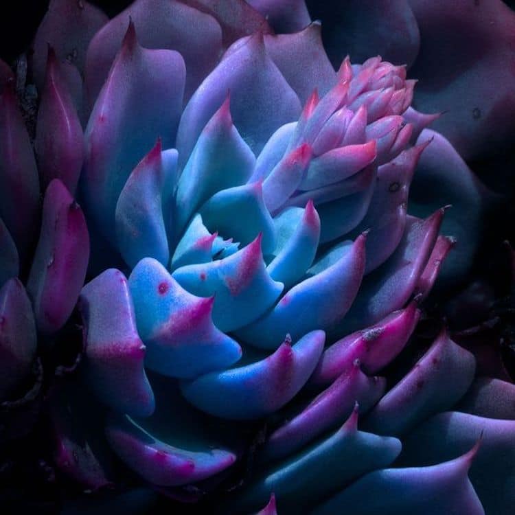 mymodernmet's tweet photo. What happens to flowers after dark? Tom Leighton examines the beauty of plants at night in a series of macro photographs. https://t.co/W1LfVEWvn0 https://t.co/2u5ZjxV2uv