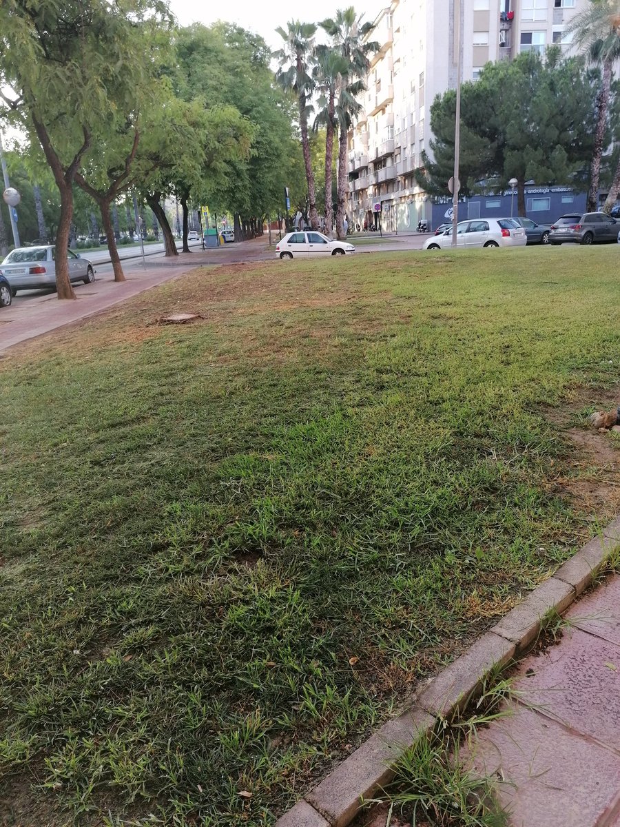 ElectronDesloc's tweet photo. Que tiene el @AytoMurcia contra los árboles? El otro día dejó un solar a la altura del 9 de la Avda de Los Pinos. Taló 2 palmeras y 2 Pinos centenarios, además de arrancar un árbol. Hoy talaa árbol en la calle Moncayo... Lo q se había evitado ahora pasa. 👏🏾 https://t.co/iO9kmEGgyM