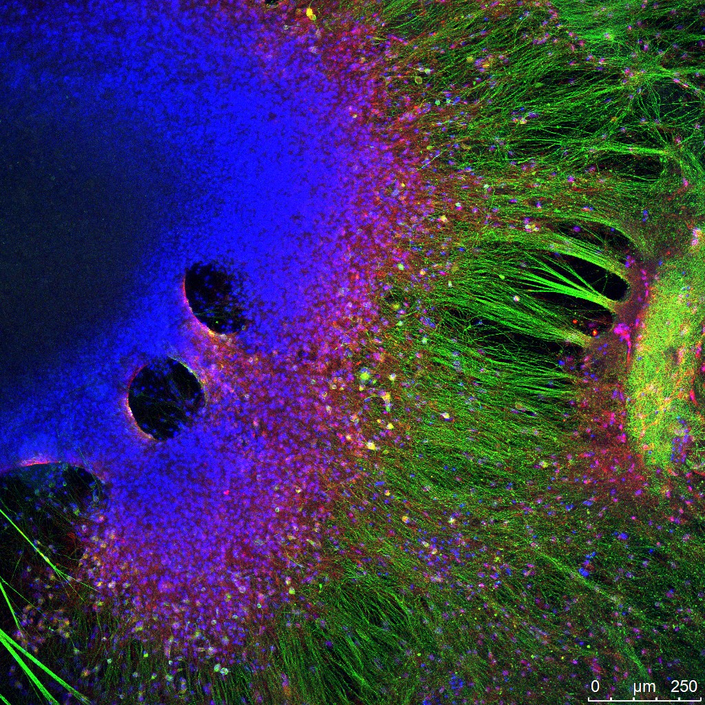 El CSIC y la AECID impulsan una red para compartir los avances en biomedicina con Iberoamérica
☞ bit.ly/3o4JTTf
☑ @ #DGUI_informa