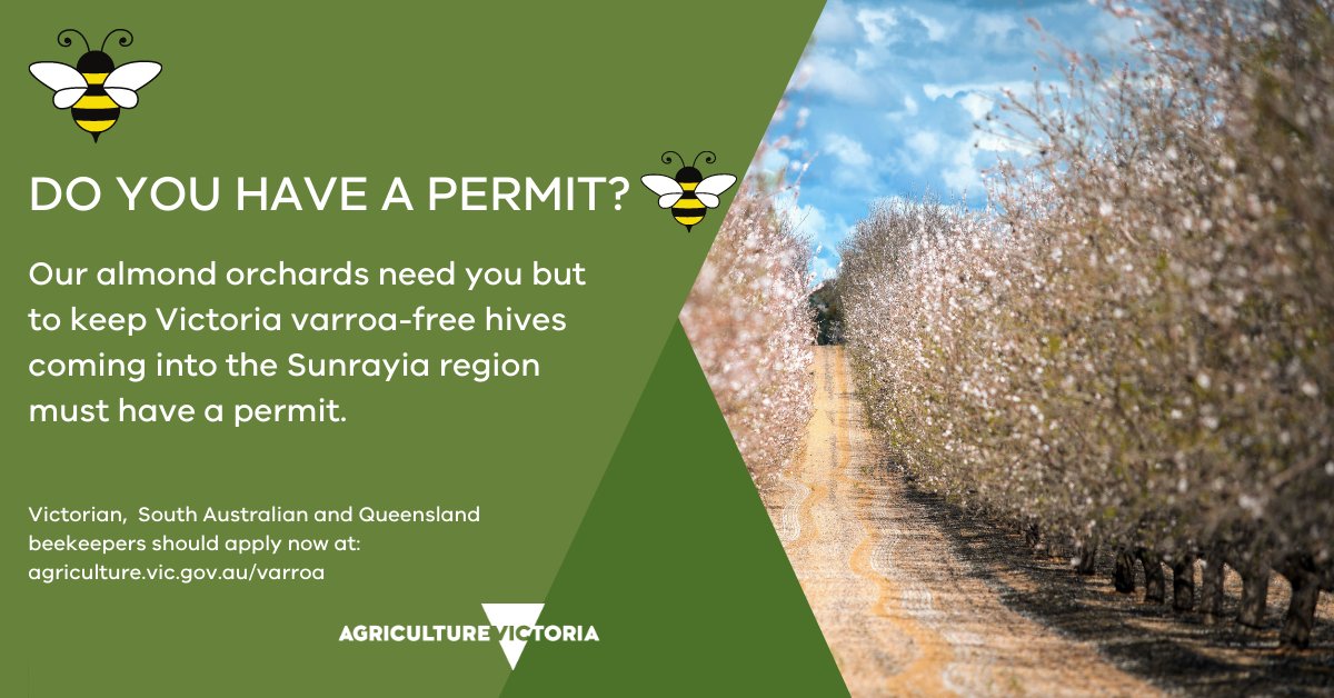 🐝Beekeepers: apply for a permit now to join our almond pollination 
Permits are currently being assessed from Vic, SA and Qld, with conditions to keep Victoria varroa-free.
agriculture.vic.gov.au/varroa 
@DAFQld <a href="/SA_PIRSA/">PIRSA</a> <a href="/VicFarmers/">Victorian Farmers Federation (VFF)</a>