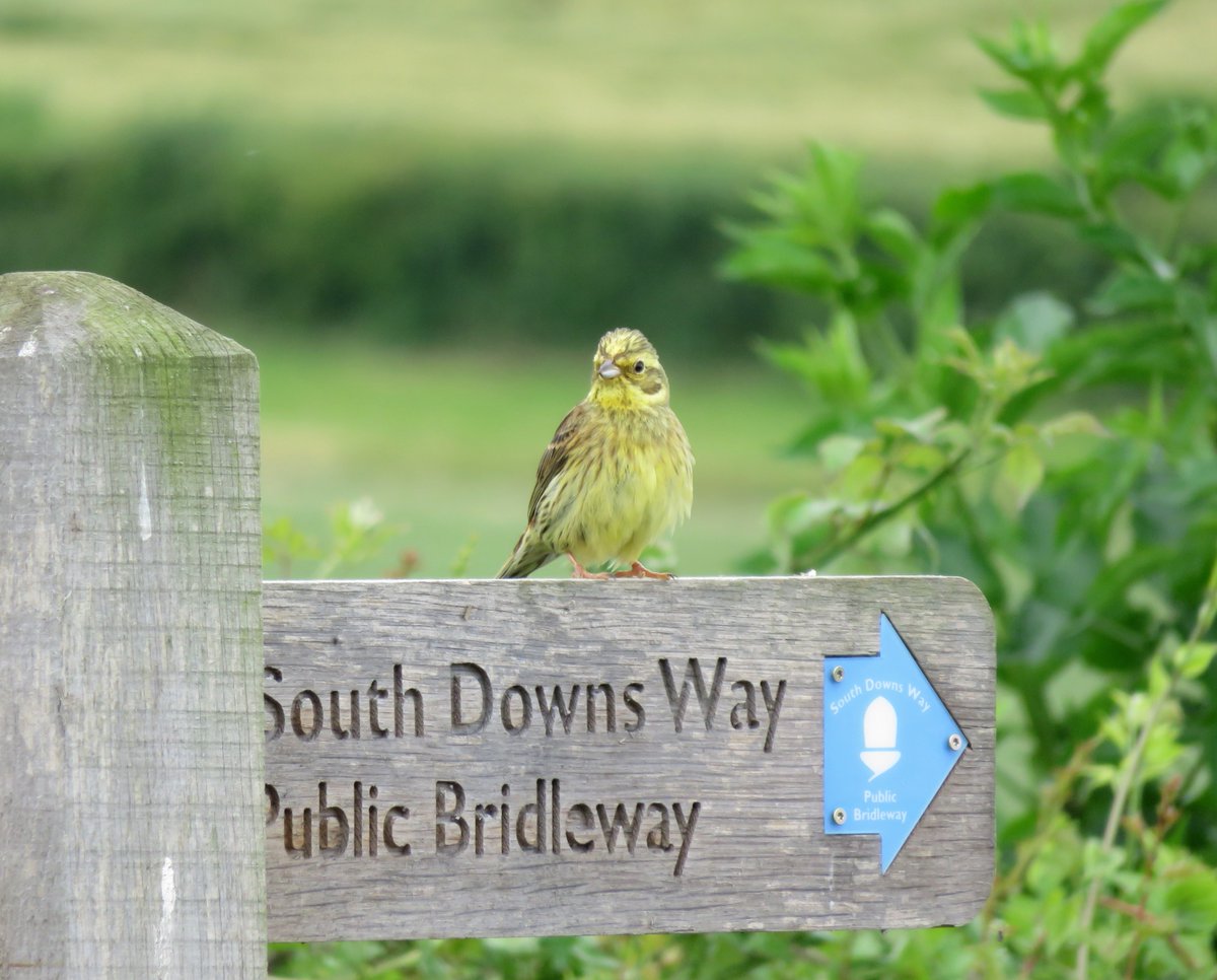HAPPY BIRTHDAY! SDW is 50 today. This day in 1972 the SDW was official opened as Britain's first Bridleway #NationalTrail. 100 miles open to walkers, horse-riders &amp; cyclist. <a href="/sdnpa/">South Downs National Park</a> <a href="/NatTrailsUK/">NationalTrails.UK</a>  <a href="/NationalTrails/">National Trails</a>