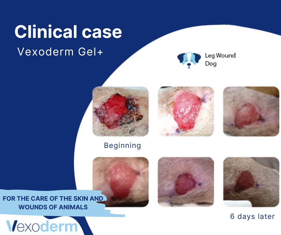 Vexoderm's tweet photo. In the following image, you can see the increible evolution of this wound in less than 1 week.

If you want to know more clinical cases visit https://t.co/hTIUTkt9NP.

#veterinary #naturalorigin #animalcare #woundcare #animals #vexoderm https://t.co/wFurRhqx6E