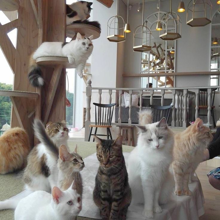 chlorishia's tweet photo. puhon. [ cw // cats ] ​

a wonhan filo au wherein jeonghan always waits for wonwoo, as if they used to promise that to each other. https://t.co/XGGmRStCTp