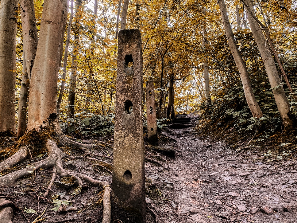 Refresh: Photography In Nature⁠
⁠
A beautiful image captured in the woods alongside the canal at Esholt. The trees, roots, fence posts and path all create strong compositional lines leading the viewers eyes into the heart of the image.