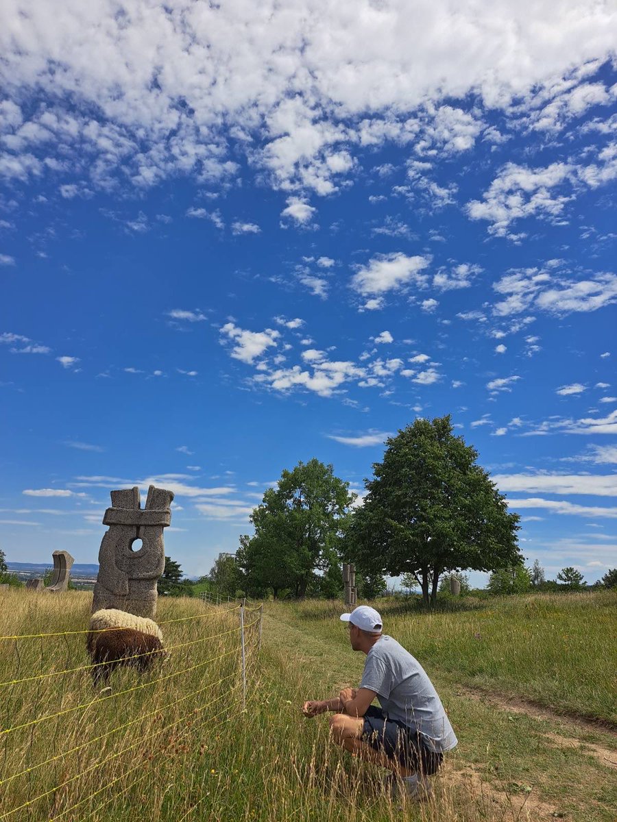 hubertkickinger's tweet image. Hello my friends #sheepcontent