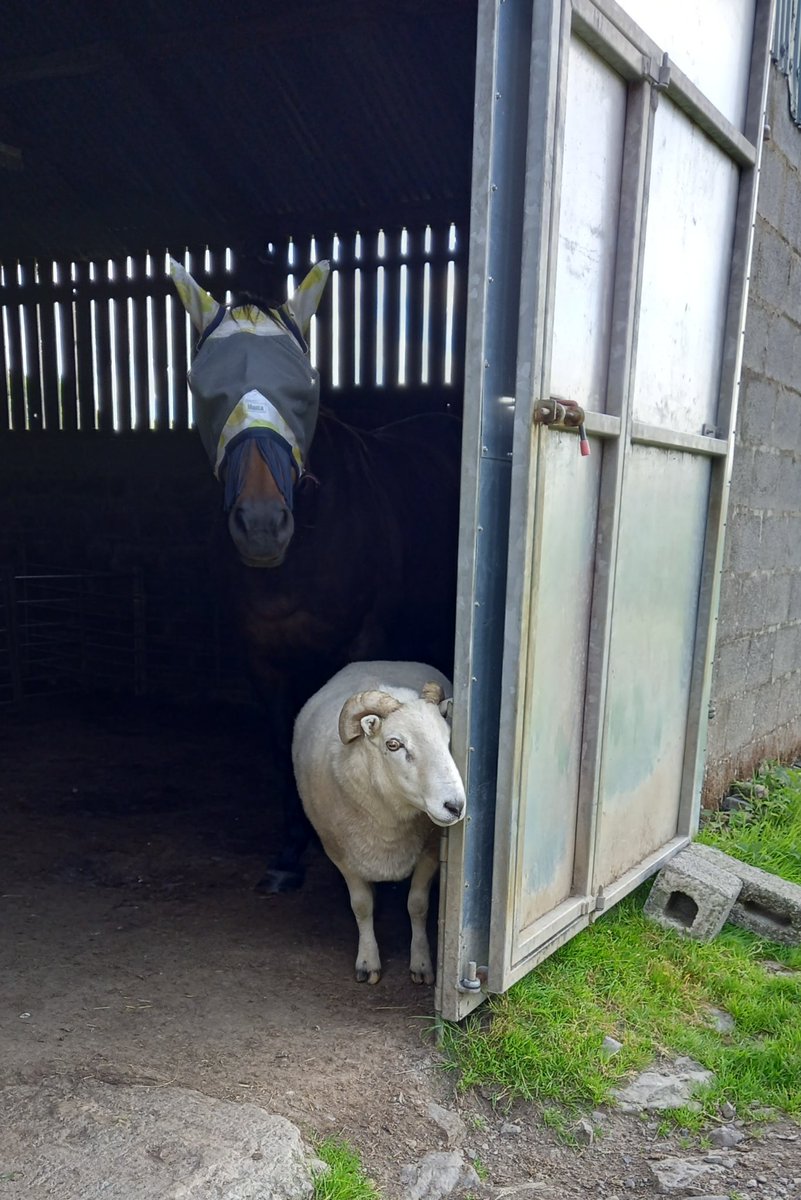 WPSSanctuary's tweet photo. Donald and his pony have retreated to the cool of the shed. Chumps (Denis) is under his tree after refusing to be moved the other day ☀️🌳

#animalsanctuary #sheep #horses #heatwave #foreverhome #animalsforlife #nonprofit #AmazonWishList #AnimalLovers 

https://t.co/YQ6FGlc0UO https://t.co/qujPWiYRdD
