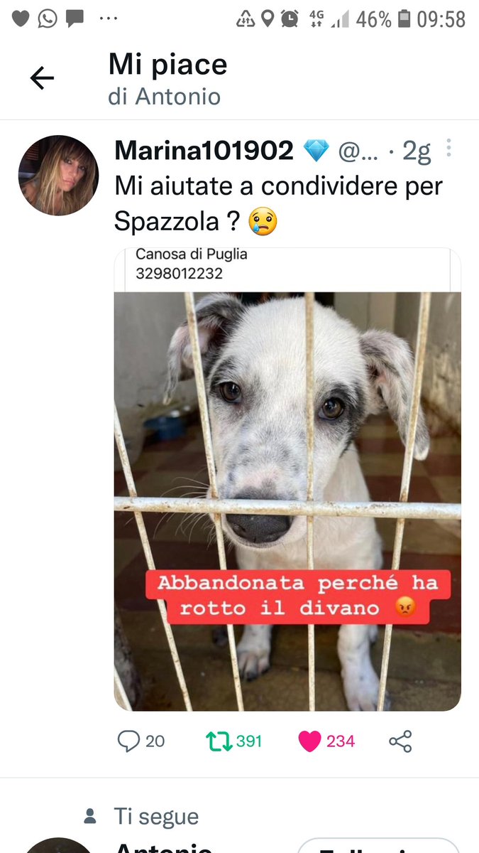 Emilystellaemi2's tweet photo. UNA FAMIGLIA PER SPAZZOLA❤🙏🙏❤❤ https://t.co/AFv7jO3GbD