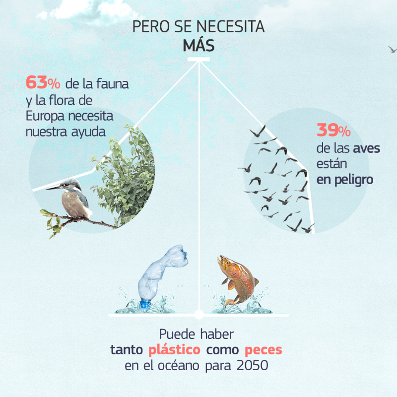 ComisionEuropea's tweet photo. ¡El programa #LIFE cumple 30 años 🎂🇪🇺!

Más de 5.500 proyectos sobre medio ambiente, acción climática y transición energética, como:
🇮🇹 Retirada de 112 toneladas de basura marina
🇩🇪 Incremento de abejas silvestres en un 227%
🇨🇾 Mejores condiciones para 8.500 cedros

#EUGreenDeal