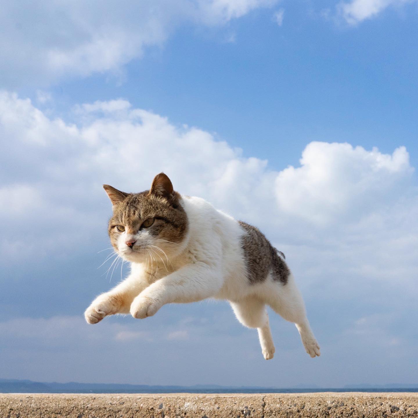 五十嵐健太 飛び猫 ガチャガチャで飛び猫アクリルフォトフレームbcが全国発売されました Amazonギフトなど電子ギフト券1000円分を抽選で2名様にプレゼントします 電子ギフト券の種類は当選後に選べます 応募方法はこの投稿をリツイートするだけで応募