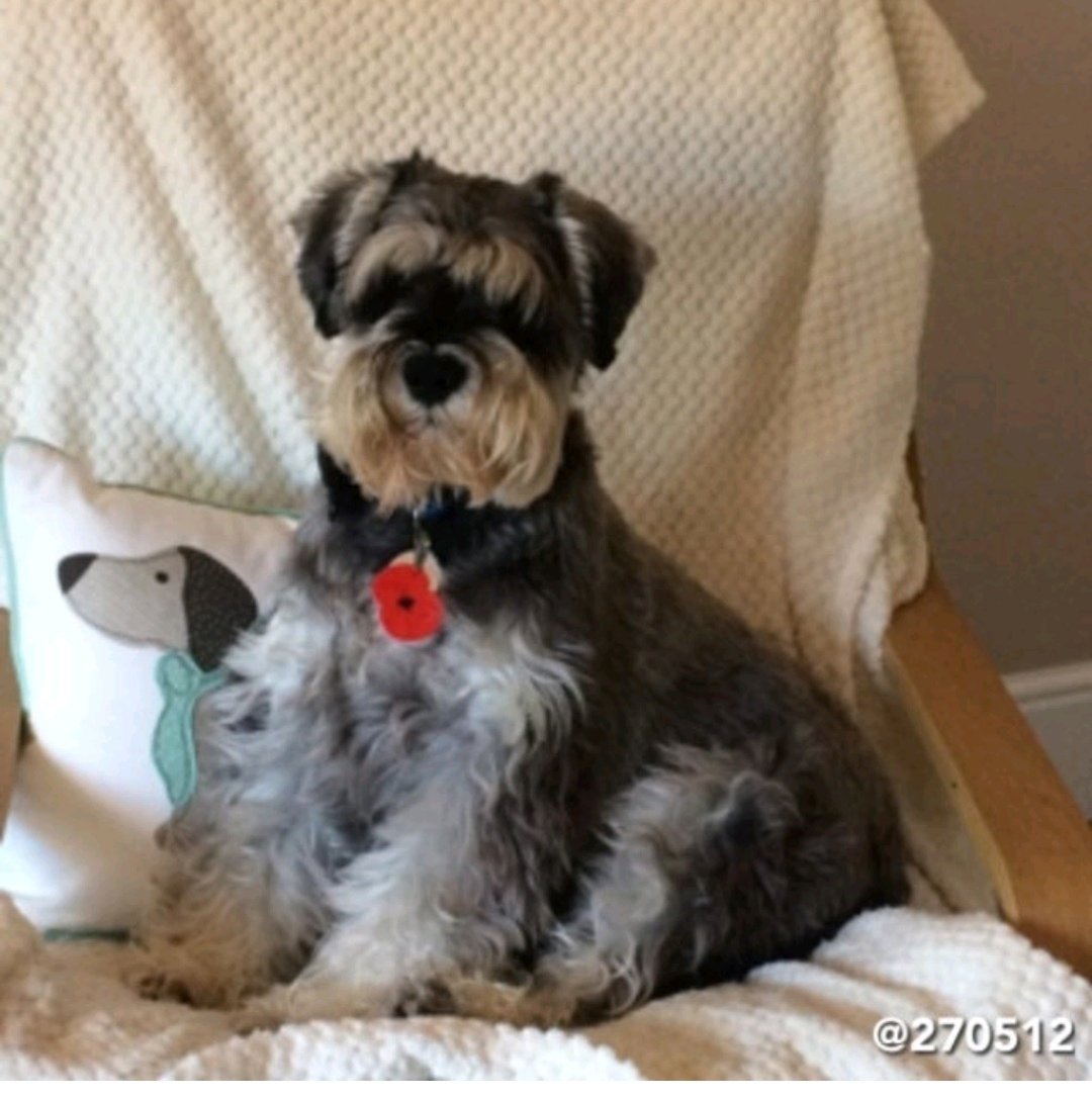 3 years since you left us gorgeous Rufus. You touched the hearts of everyone you met, know that you were loved so very much. Everyday i think of you and it is as raw today as it was on that day. Your life was short, your memory will be endless. I will see you clouds my boy ❤️