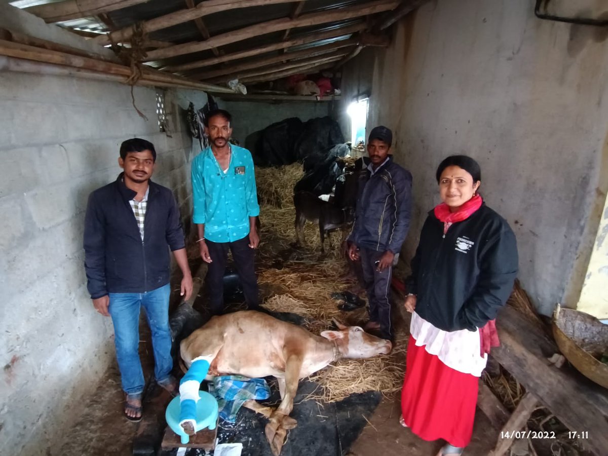 AHVS_Karnataka's tweet photo. A 5 year old #Jersey Cross breed cow had #metatarsal bone #Fracture of right hind leg, fracture correction done by applying POP and supported by fiber cast in Muddinkoppa village #Shivamogga taluk. #Surgery was done by Dr. kamalesh and Dr. Vani at #polyclinic Shivamogga District. https://t.co/e4GQc4xWfm