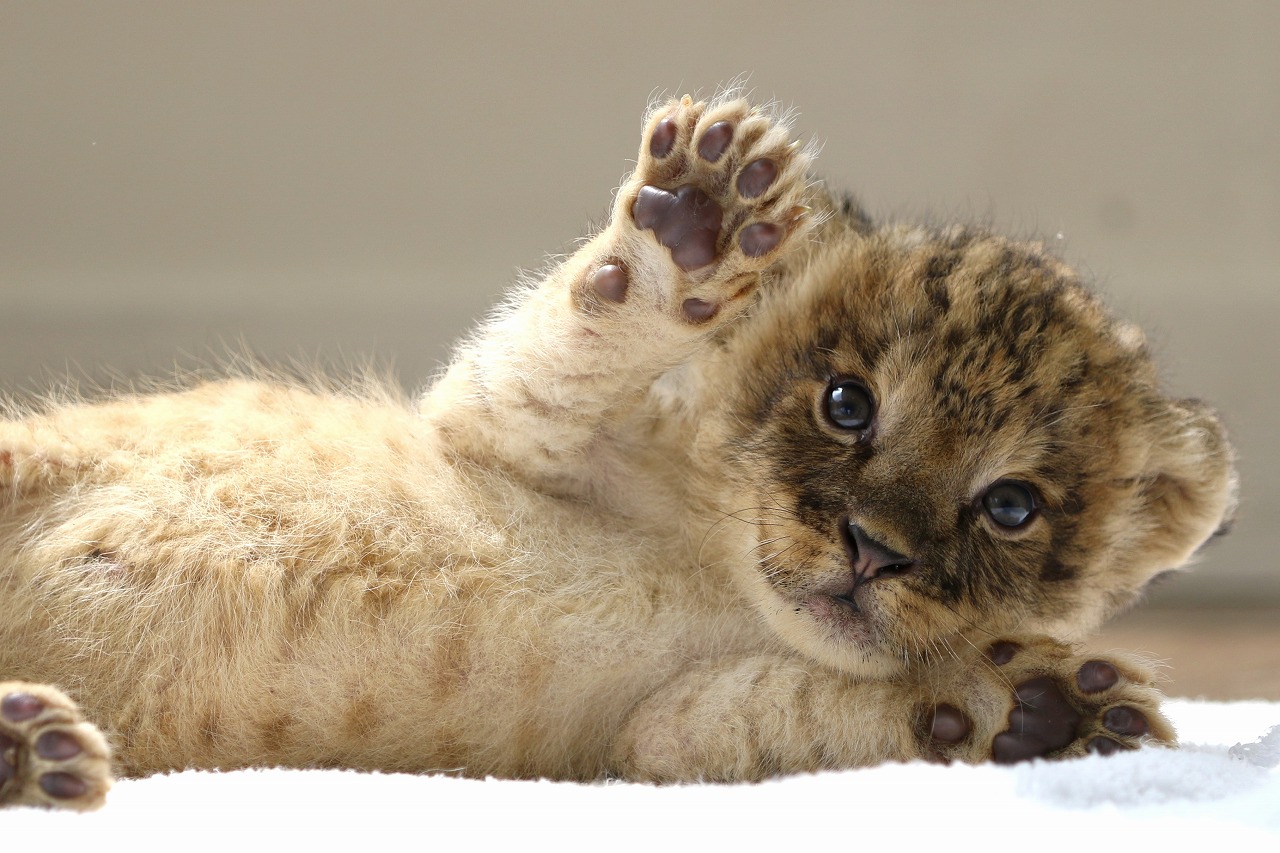アフリカンサファリ 公式 可愛いライオンの赤ちゃんが誕生しました 明日からフォトサロンにて公開予定となっております 公開時間 11 00 12 00 14 00 15 00 ふれあいは行っておりません 赤ちゃんの体調等によっては時間の変更や公開中止