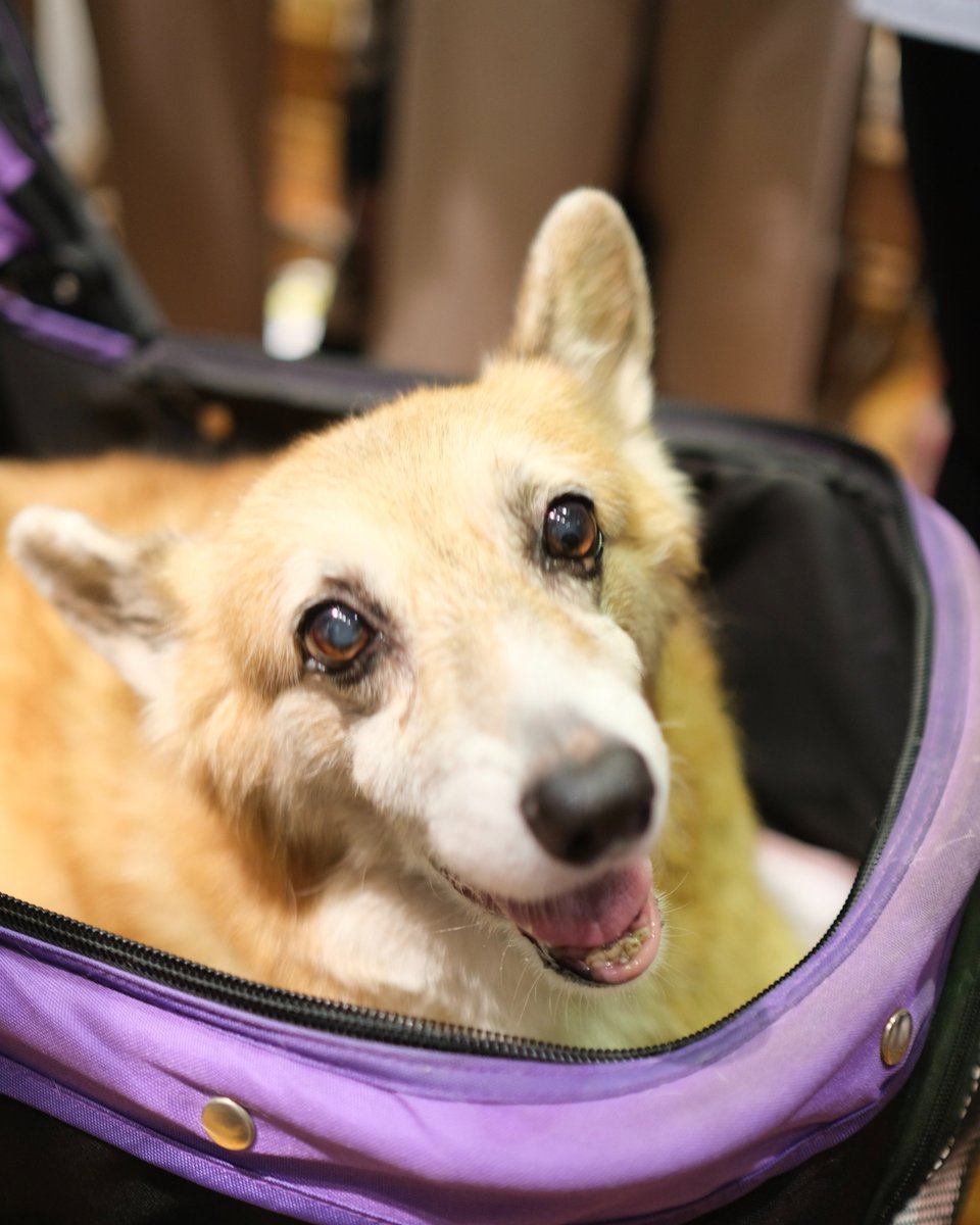 Tamacorgi tweet media