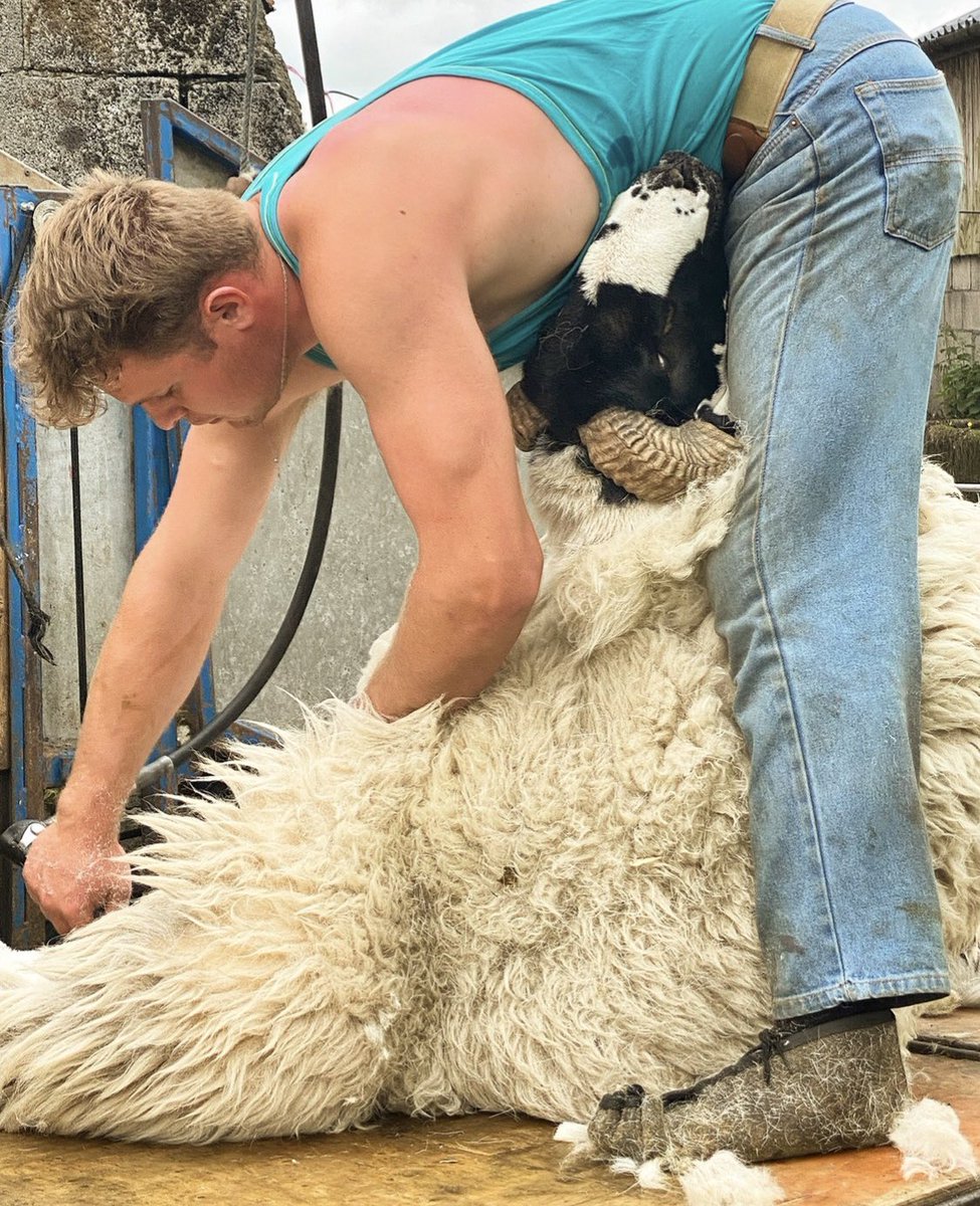 woolismybread's tweet image. The Shepherdess story. Sheep 🐑 Shearing ✂️Farm Yarn .. Dog leads ..Sustainable, Biodegradable, Recyclable.. Wool Dog leads 🙏🐑#shepherdess #woolfarm #wool @NFUCountryside @Campaignforwool @Countrylifemag