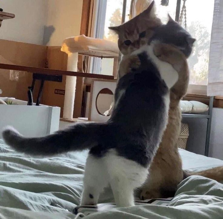 🐈 (@beomkaicats) on Twitter photo 