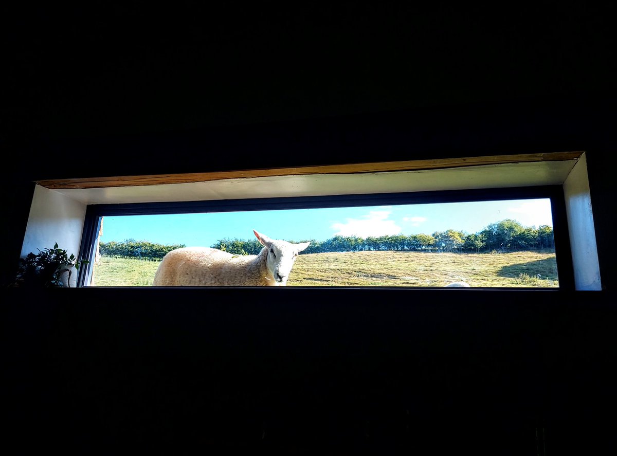 Camdragon's tweet photo. Good morning, sheep! 
#theburrows #Bleddfa https://t.co/EAV3DQSKIZ