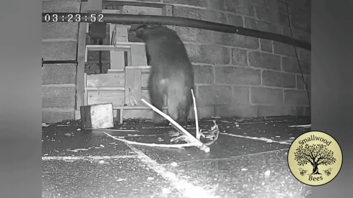 Very excited to visit this garden in Walkley tomorrow… from sterile plastic lawn to emerging wildlife haven with loads of different features - ponds, owl houses, hedgehog staircases and more... Saturday 16th, 2-4, 96 Carr Road, Walkley, S6 2WZ youtu.be/CRdcApkD8s0