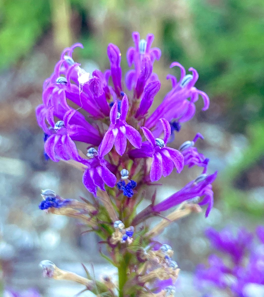 A stunning comeback for Heath Lobelia after a year of trial winter grazing at the main New Forest site. 2 plants last year - this year.....202 plants!!! Much work still to be done, but we're getting there 👍🏼