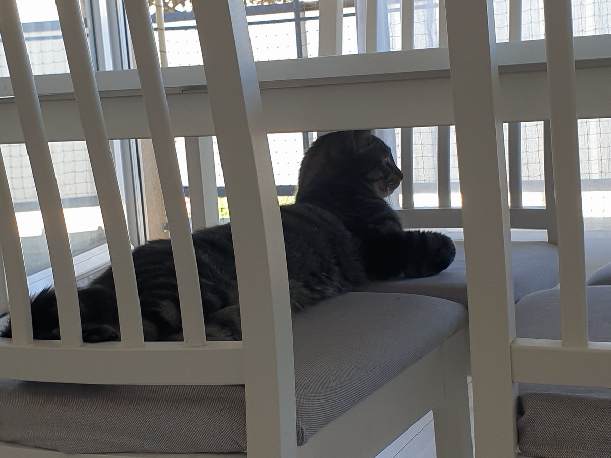 golden_indie's tweet photo. Deux chaises rien que pour lui
#Catspreading https://t.co/wSyat3LUkd