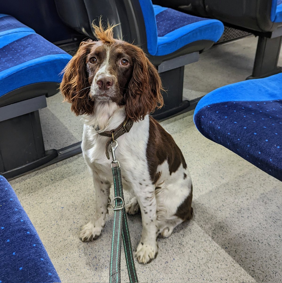 I was just wondering if there was good dogs on this train...