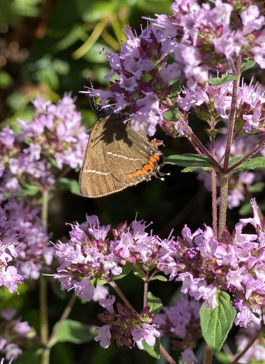 Second sighting after 4 years of a white letter hairstreak in our garden! But a definite dearth of butterflies around this summer.....