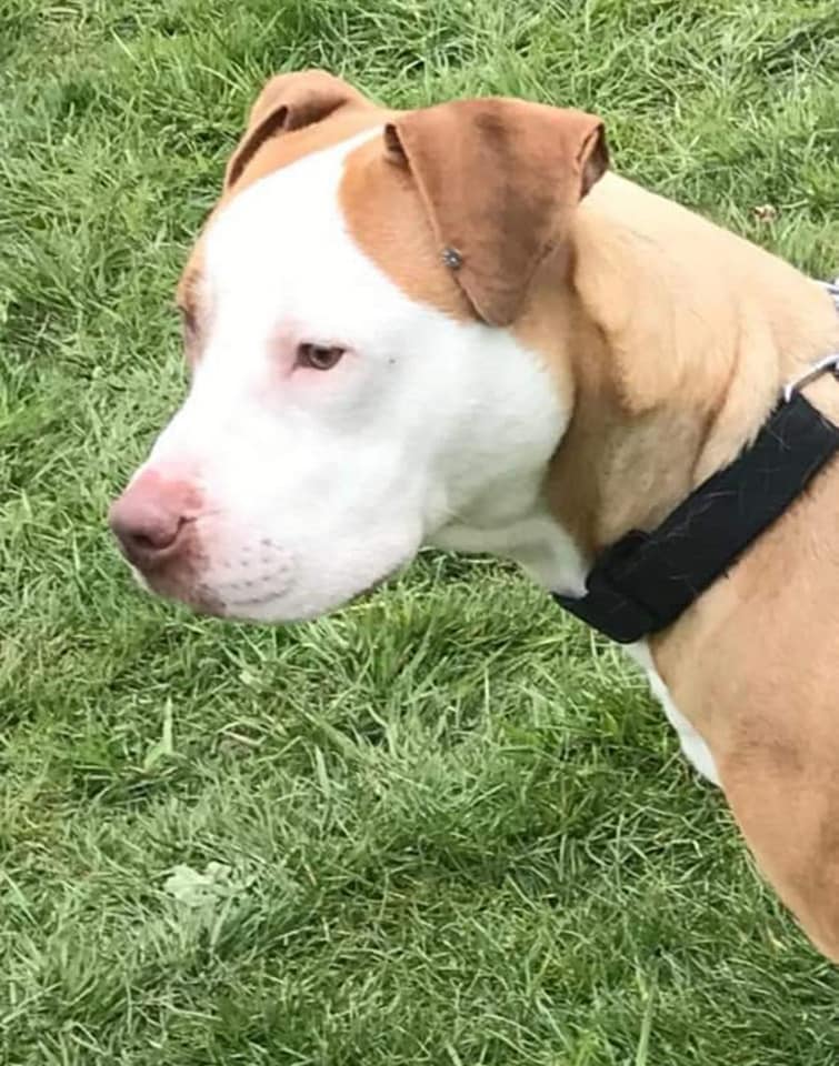 AdoptionsUk's tweet photo. URGENT, please retweet to help find some keepers for a mum and her litter that are due to be PTS in 7 days #SURREY #SUSSEX #UK 

They have been kept by the police since 2019 when they were seized as pups due to their appearance and size.
CONTACT👇
https://t.co/vNkwz0ZTAB…
#dogs https://t.co/yPZiGpLGPG