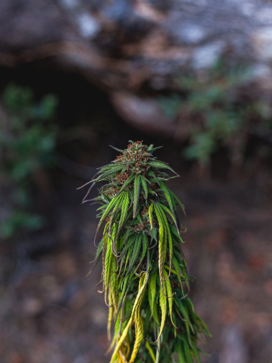 royalqueenseeds's tweet photo. Time for growing questions 🧐 What do you think is wrong with this #cannabis plant? https://t.co/u5IJghaDjy