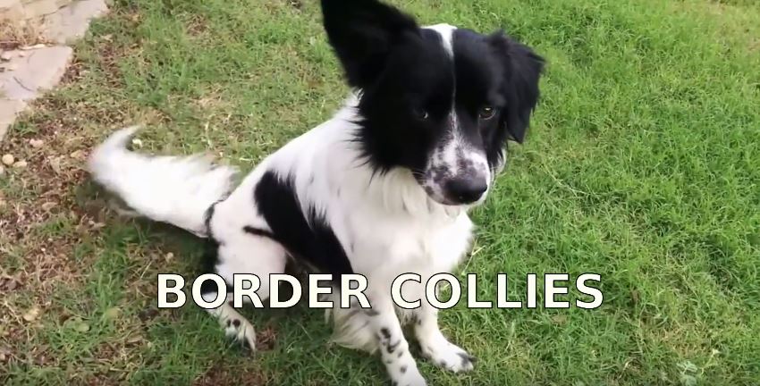 bordercolliefc's tweet photo. 10 Fun Facts https://t.co/hAq5rVZ0cy #bordercollie #Dogs #bordercolliefc https://t.co/dGi1uQJtCa