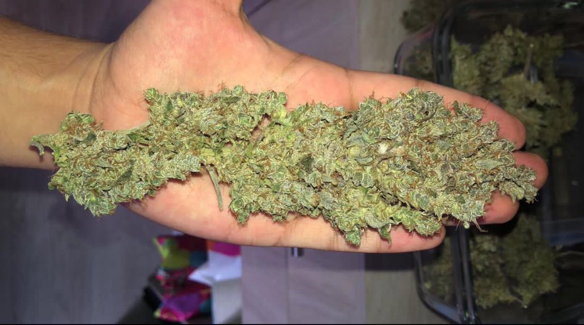 Kushman_kylee's tweet photo. #FastBuds #AmericanAutoflowers #autoflowers #growtips #cannabis #weed #kush #greengiants #hash #dab #ukraine @cannabismedicinal #official #UkraineRussianWar #Netflix #good  #gethealthy #insomnia #painrelief https://t.co/4VkV2EdJsY