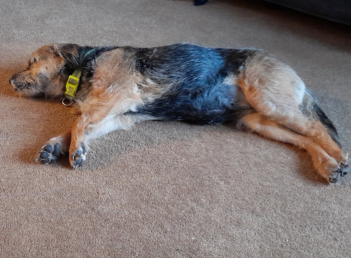 bt_pepper's tweet photo. @Freddie_bt @lilliandarchie @MrSebBT @DirtyHippyDalek @Rufus_The_Red @HendrixBT @HeidiBT1 @BonnieBT13 @HighlandIsla @Baileyspringer1 @3phibotticelli @lyndaward5 @ONSLOW_bt @HWicket @Croston2Croston @FloraGangsta @Buster_dog_BT @Tyler5Eddie @Europete2 @diamondbertie @Minniecat16 @Rubyscout2 @MaggieWilf @NeddlePeddle @smiffytheBT @AriGoldBT @BertieButter @RosieTheTerrier @mabelandstanley @bluewrather @Bertie_the_BT @CJweeborder @ThomasATerrier @EllaAngelPaws @BTMissM @BbtChester @PartonToffee @bluenose1703 @moonlightmegan1 @Mms63 @Charshy_pup @claptonterrier @MossTheBT @PopnBarnes @Gracie05272013 @littlepipbt @trudyterrier @MacBark @Bodskiboodle Morning Freddie. Morning, pals. Fink it's #dnweekend here wiv de wevver being so hot. Mebbe jest a few stretching exercises. https://t.co/vi9nYiPpef