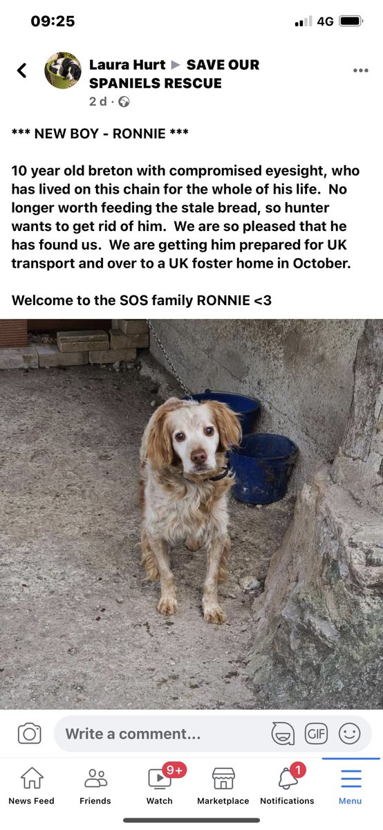 Please Vote for @SaveOurSpaniels every week with My Giving Circle. It costs nothing, you don’t get spam & could help save a dog like the wonderful Happy Ronnie who is blind & deaf & was chained up for 10 years until rescued by SOS & his best life began #AdoptDontShop #PleaseVote