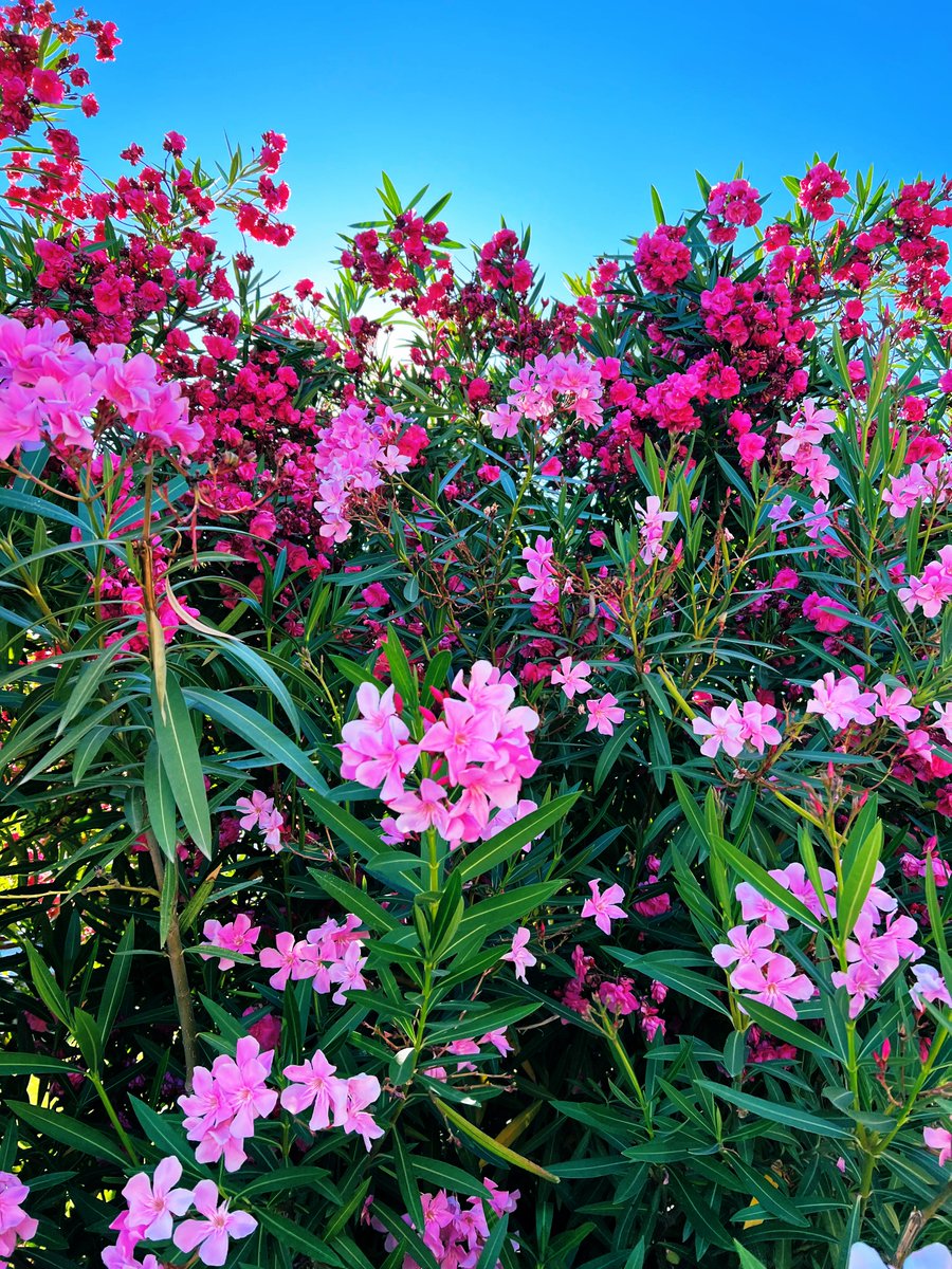 Happy Friday ☀️🌺🌴🌸🌊😊💕