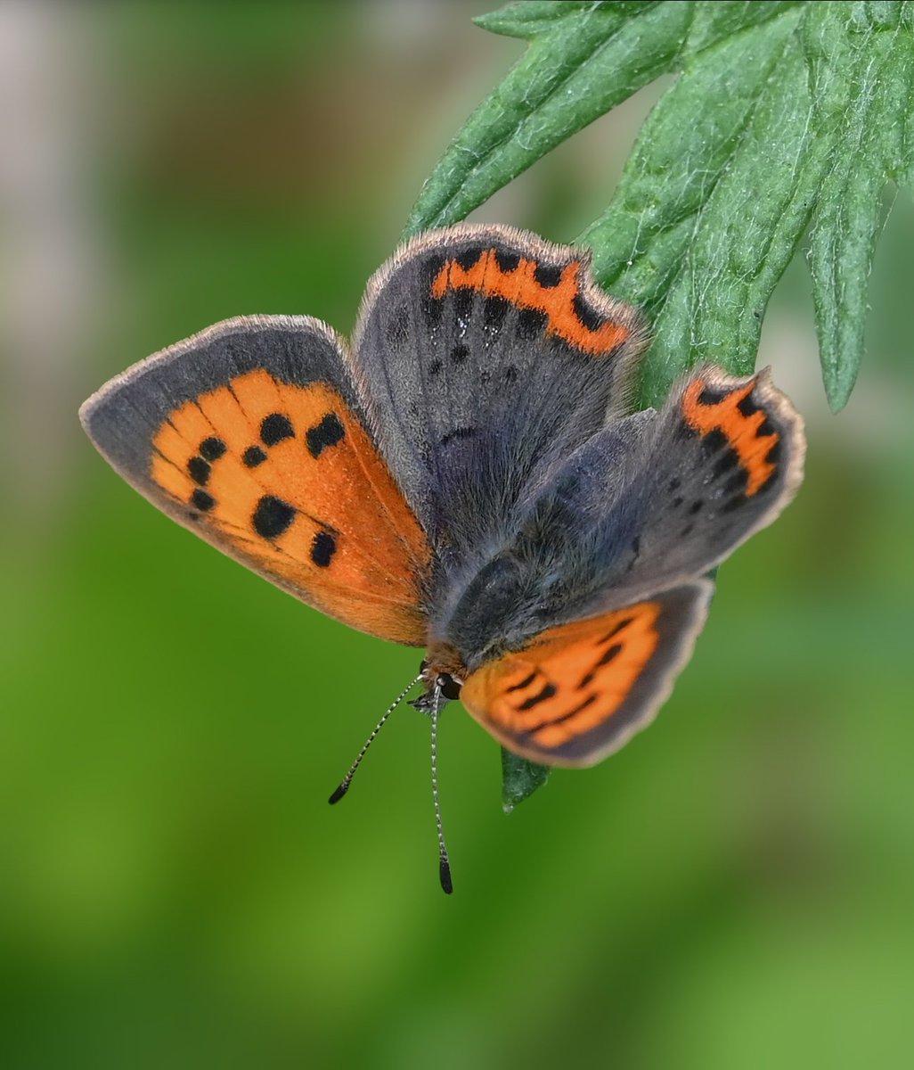 A beautiful Small Copper to start the #bigbutterflycount @savebutterflies 🦋 #countthemtosavethem #butterfly #lepidoptera #beautiful #nature