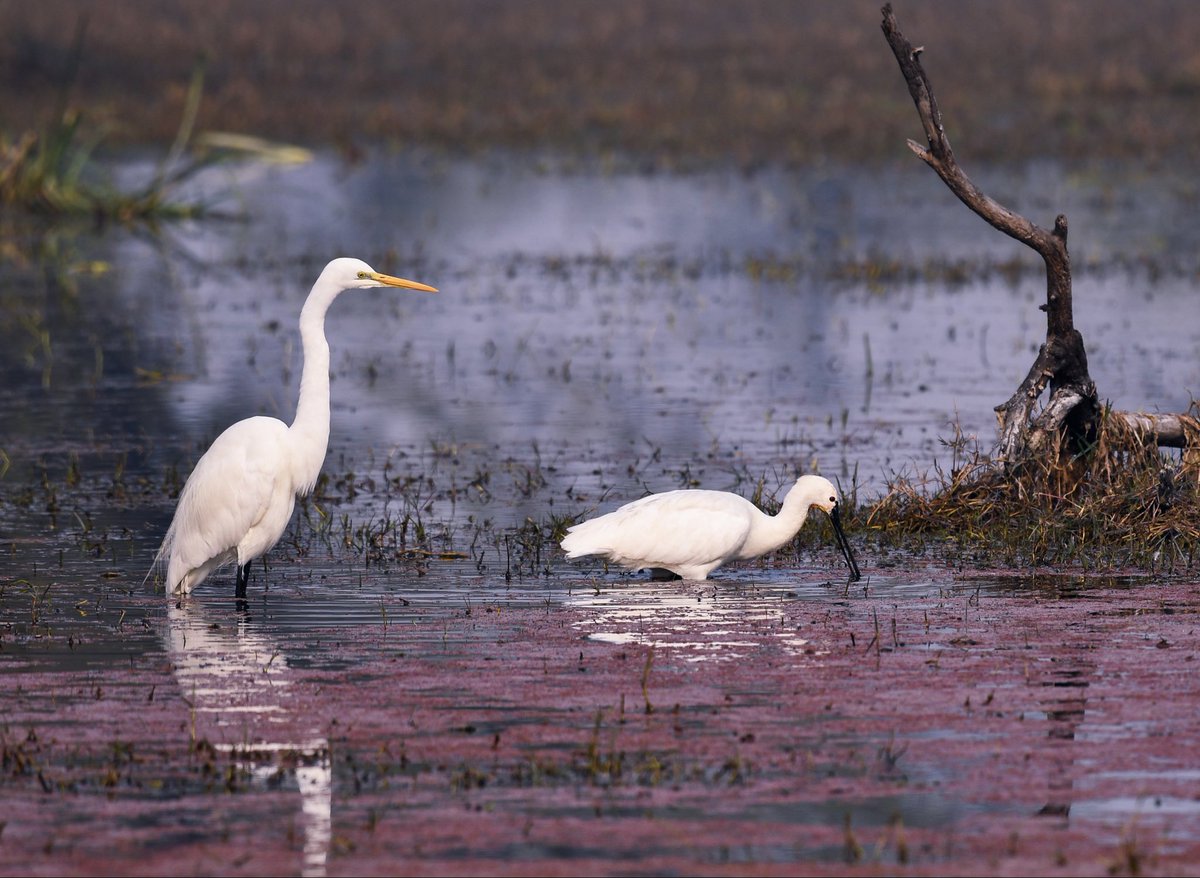 BirdTalkers's tweet photo. More than the birds, I thought the pink algae in the forefront, with the reflection of the sky on the water caught my imagination. A Spoonbill and a Great Egret at Keoladeo National Park, Bharatpur. January, 2022

#birds #natgeo #IndiAves #BirdsSeenIn2022 @ThePhotoHour https://t.co/Z6Ur2E65e0