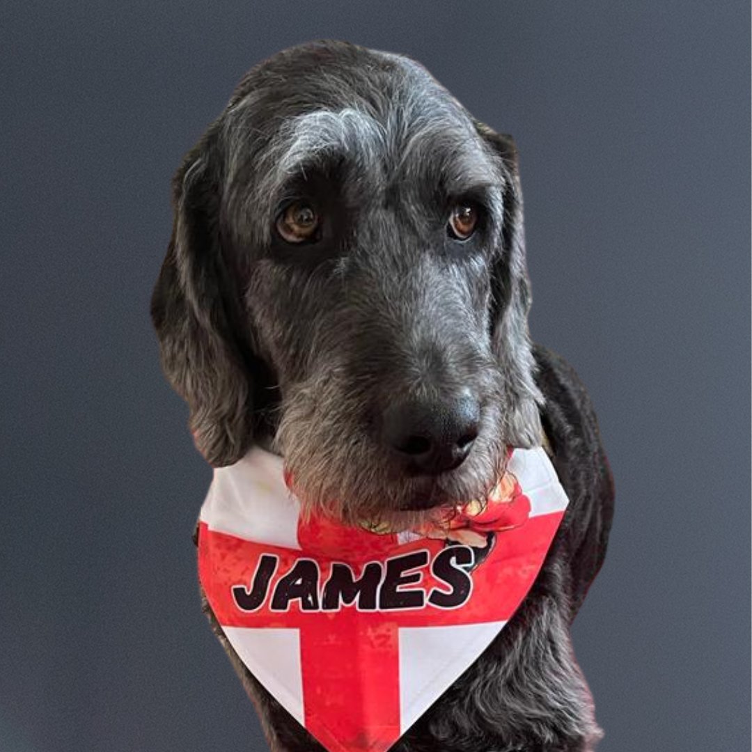 🚨 𝐓𝐞𝐚𝐦 𝐚𝐧𝐧𝐨𝐮𝐧𝐜𝐞𝐦𝐞𝐧𝐭! 🚨

James joins <a href="/TeamEngland/">Team England</a> for his debut Commonwealth Games at just 8 years old 🐶 🏴󠁧󠁢󠁥󠁮󠁧󠁿

7 years into his bowls career he's ready to take on the challenge!

Meet James 👉 bowlsengland.com/james 

#PartOfThePride 🦁