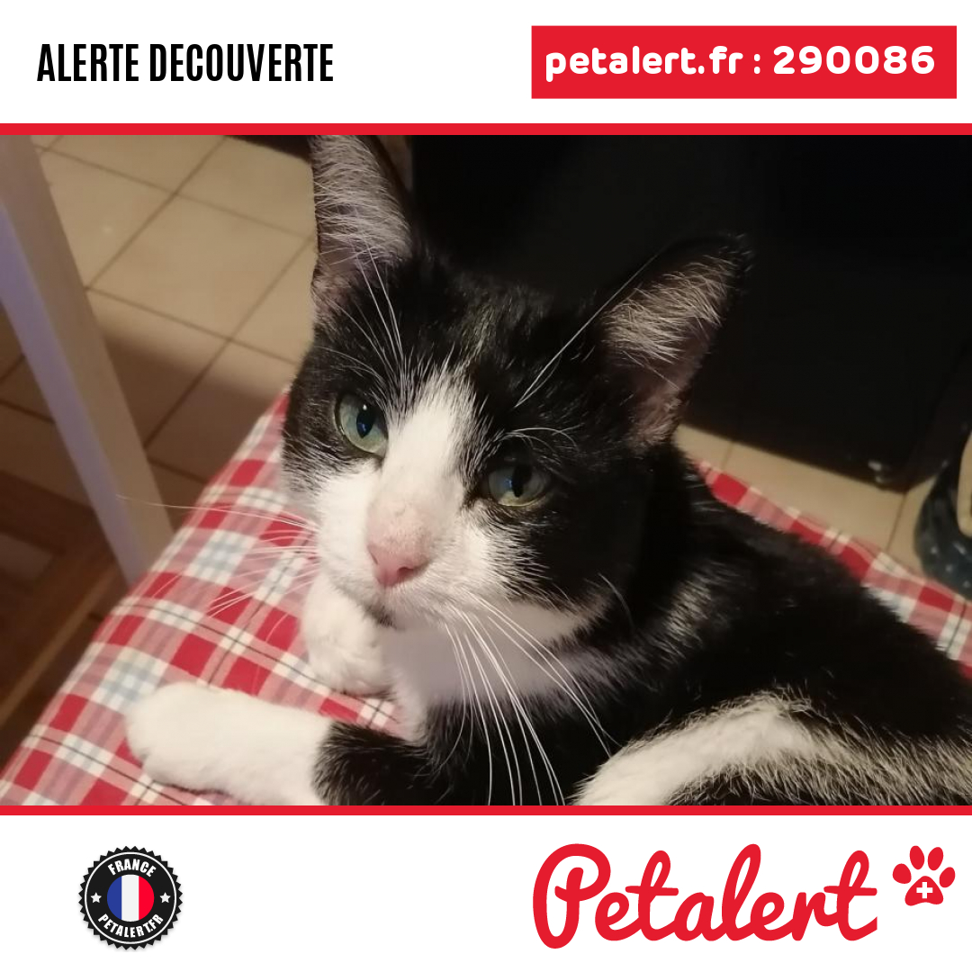 petalert_france's tweet photo. Trouvé #Chat #Allier #Trevol #Petalert #PetAlert03 / https://t.co/fJl38omaJe https://t.co/DsSvVV6cwR
