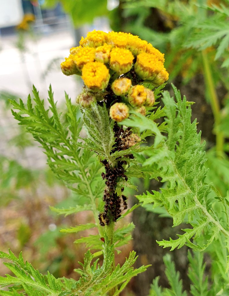 I'm in Helsinki for #ICE2022 #entomology conference.

Here's some ant-attended aphids on tansy, near the Messukeskus venue.

#insects #science https://t.co/SONb9WavND