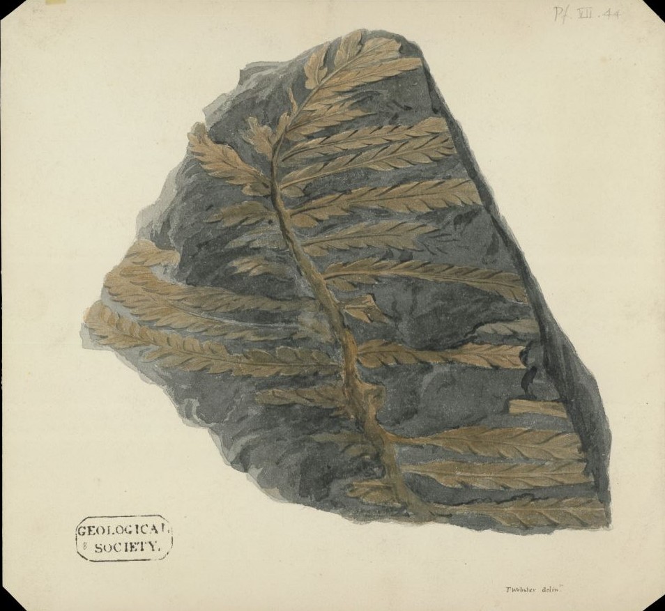GeolSoc's tweet photo. Happy #FossilFriday! Here are 2 images from our Library showing fossil #plants - a watercolour of a fossil fern frond from the Alps [c.1810s-1830s] and a print of a fossil horsetail from the Coal Measures of Dunkerton, near Bristol [c.1808]🌱 Find out more https://t.co/Mu3Z21ZGKB https://t.co/JD5Yjb6hQ1
