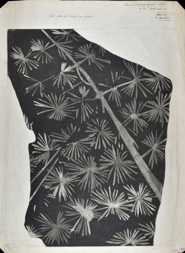 Happy #FossilFriday! Here are 2 images from our Library showing fossil #plants - a watercolour of a fossil fern frond from the Alps [c.1810s-1830s] and a print of a fossil horsetail from the Coal Measures of Dunkerton, near Bristol [c.1808]🌱 Find out more ow.ly/b2MI50JVP7Q