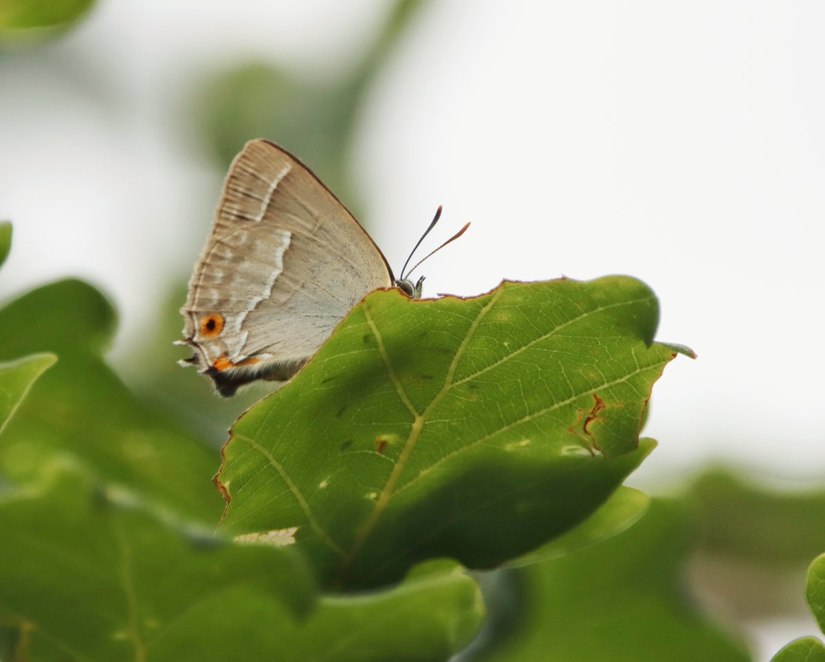 Froglife tweet media