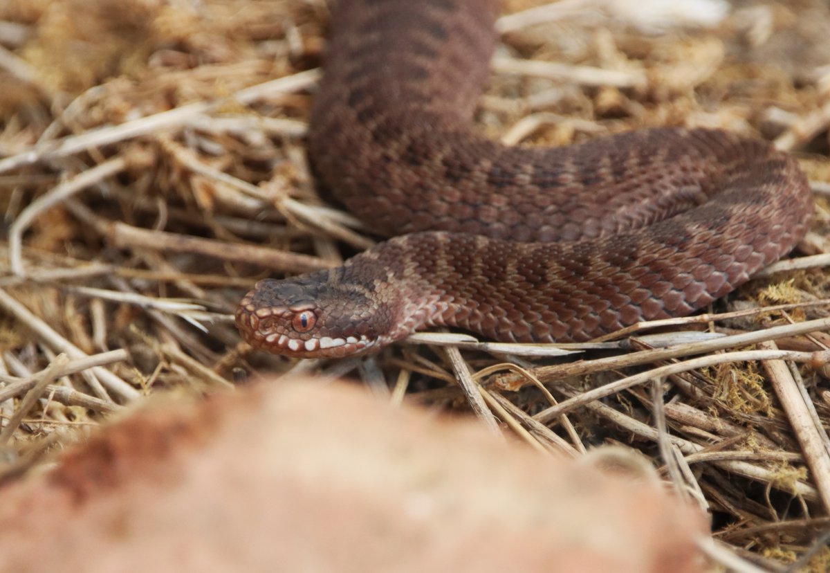 Froglife tweet media