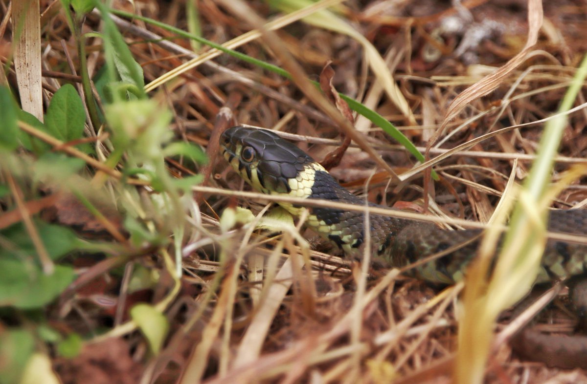 Froglife tweet media