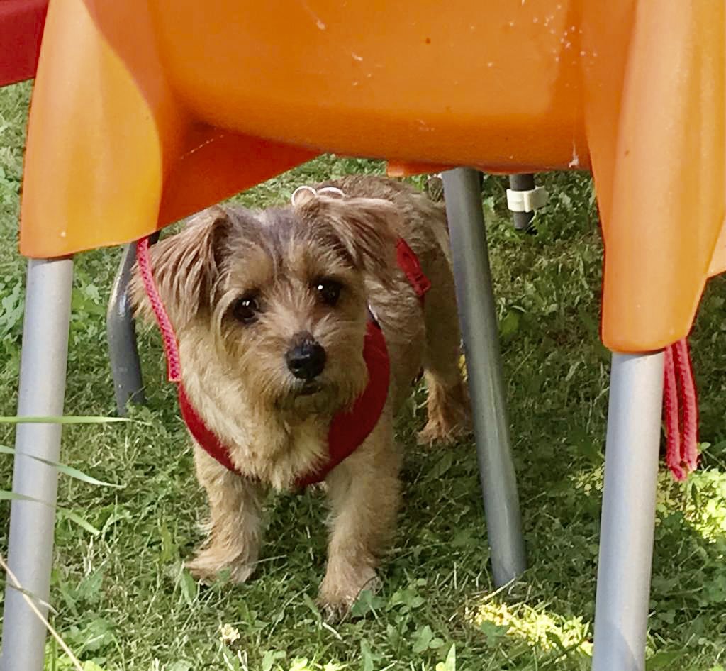 Gestern eingeladen, ich bei Pfrauchen in Unknade gepfallen, weil ich halbes Schnitzl geklaut und schnell gepfuttert, als keiner hergschaut hat…
(Übrigens: Pfrauchen ist <a href="/vegan/">Vegan</a> !)