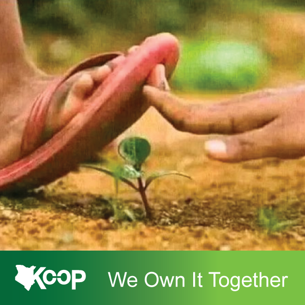 foodcoopkenya's tweet photo. Usikanyagie food security. #InvestInFoodSecurity
Join the #foodsecurity conversation at @kilimo_foodcoop We  own it Together.
Nelson Havi  Paul Muite Roysambu mbwa DP Ruto #NationalShutdown Omanyala Digital ID Strathmore
Sonko #KoT https://t.co/9jirwbfHdT