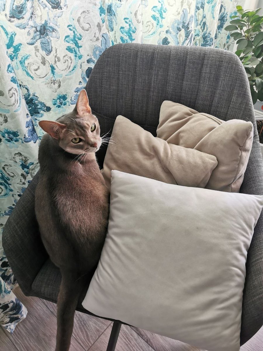 — Давай положим подушки на кресла, чтобы кошбка не сразу испортила
— Давай!
Кошбка: